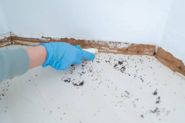Best Local Pest Control Services  in Belgium, WI