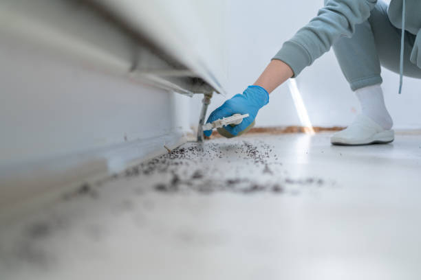 Wasp Removal Services in Belgium, WI